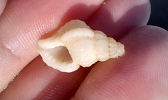 Cymatiella