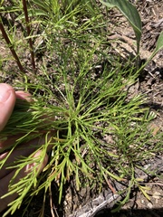 Artemisia campestris caudata
