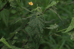 Abutilon oxycarpum