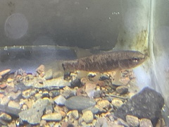 Umbra limi