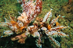 Paguristes frontalis