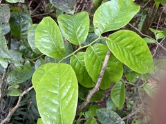 Antidesma platyphyllum