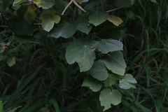 Abutilon auritum