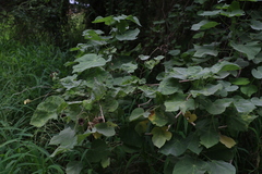 Abutilon auritum