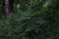 Jacaranda mimosifolia