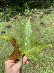 Brachychiton australis