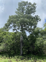 Brachychiton australis