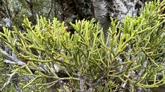 Halocarpus bidwillii