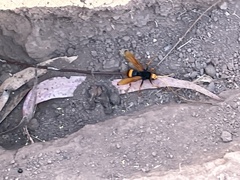 Cryptocheilus bicolor