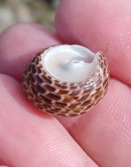 Chlorodiloma adelaidae