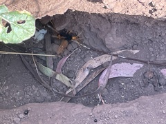 Cryptocheilus bicolor