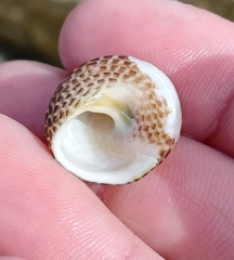 Chlorodiloma adelaidae