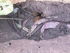 Cryptocheilus bicolor