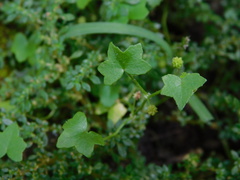 Hydrocotyle acutiloba