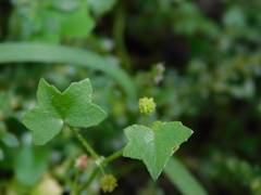Hydrocotyle acutiloba