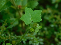 Hydrocotyle acutiloba