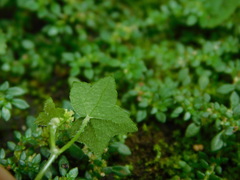 Hydrocotyle acutiloba