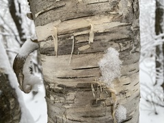 Betula ermanii