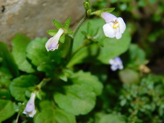 Mazus pumilus