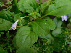 Mazus pumilus
