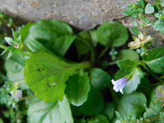 Mazus pumilus