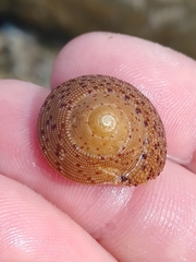 Clanculus undatus