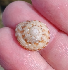 Clanculus flagellatus