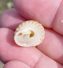 Clanculus flagellatus