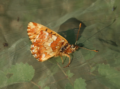 Boloria banghaasi