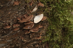 Laxitextum bicolor