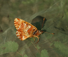 Boloria banghaasi