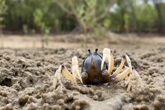 Mictyris longicarpus