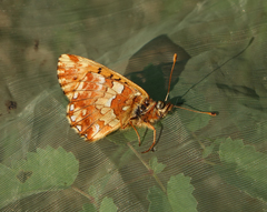Boloria banghaasi