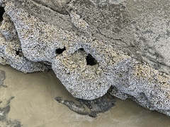 Spirobranchus cariniferus