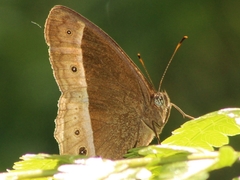 Mycalesis sudra