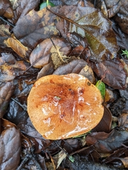 Aureoboletus flaviporus
