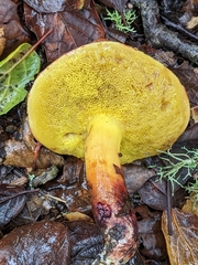 Aureoboletus flaviporus