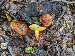 Aureoboletus flaviporus
