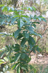 Markhamia lutea