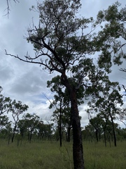 Corymbia erythrophloia