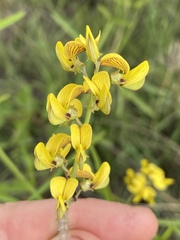 Crotalaria lanceolata