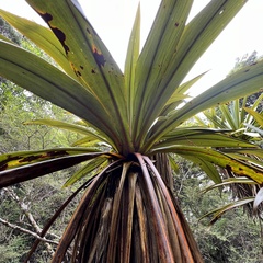Cordyline indivisa