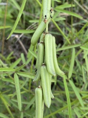 Crotalaria lanceolata