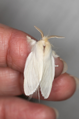 Trichiocercus sparshalli