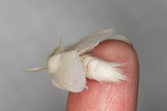 Trichiocercus sparshalli