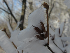 Rhododendron mucronulatum