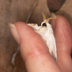 Trichiocercus sparshalli