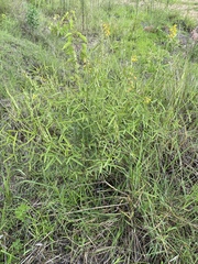 Crotalaria lanceolata