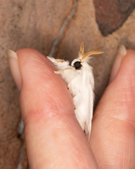 Trichiocercus sparshalli