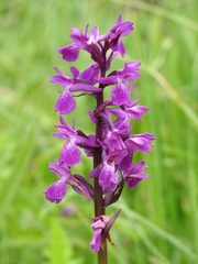 Dactylorhiza traunsteineri